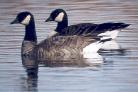 [Cackling Goose]