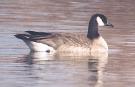 [Cackling Goose]