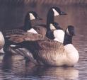 [Canada Goose]