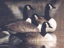 [Canada Goose]