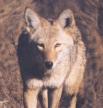 [Coyote]