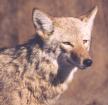 [Coyote]