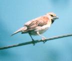 [Dickcissel]