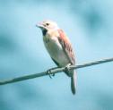 [Dickcissel]