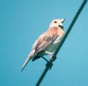 [Dickcissel]