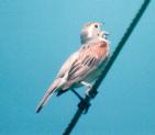 [Dickcissel]