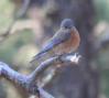 [Eastern Bluebird]