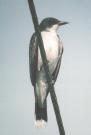 [Eastern Kingbird]