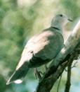 [Eurasion collared Dove]