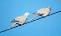 [Eurasian Collared Dove]