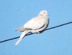 [Eurasian Collared Dove ??]