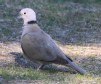 [Eurasian Collared Dove]