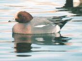 [Eurasion Wigeon]