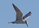 [Forster's Tern]