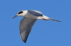 [Forster's Tern]