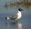 [Fanklin's Gull]