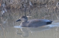 [Gadwall]