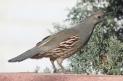 [Gambel's Quail]
