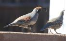 [Gambel's Quail]