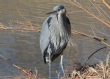 [Great blue Heron]