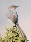 [Grey Vireo]