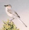 [Grey Vireo]