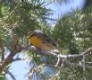 [Grace's Warbler]