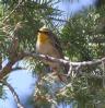 [Grace's Warbler]