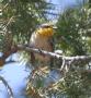[Grace's Warbler]