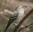 [Hammonds Flycatcher]