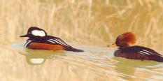 [Hooded Merganser]