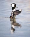 [Hooded Merganser]