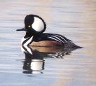 [Hooded Merganser]