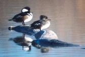 [Hooded Merganser]