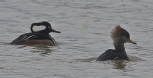 [Hooded Merganser]