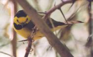 [Hooded Warbler]