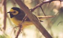 [Hooded Warbler]