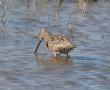 [Long-billed Dowitcher]