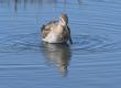 [Long-billed Dowitcher]