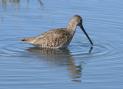 [Long-billed Dowitcher]