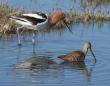 [Long-billed Dowitcher]