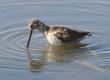 [Long-billed Dowitcher]