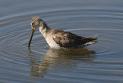 [Long-billed Dowitcher]
