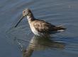[Long-billed Dowitcher]