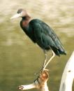 [Little blue Heron]