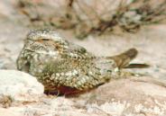 [Lesser Nighthawk]