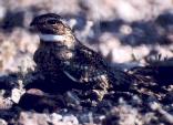 [Lesser Nighthawk]