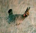 [Lesser Prairie Chicken]