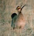[Lesser Prairie Chicken]