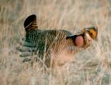 [Lesser Prairie Chicken]